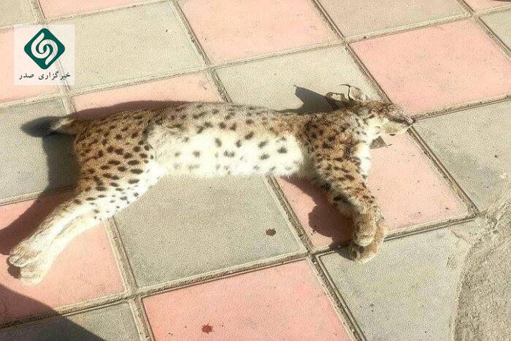 لاشه ی حیوان