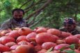 انار استان فارس