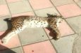 لاشه ی حیوان
